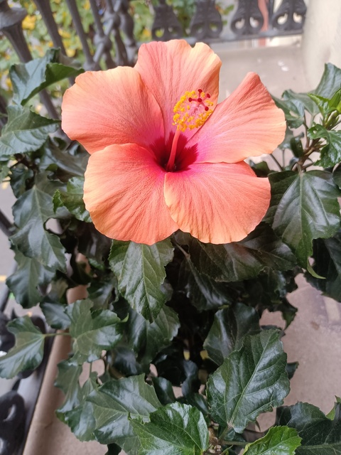 Hibisco