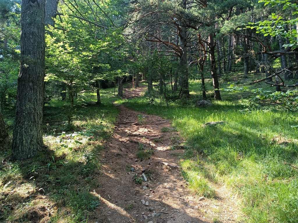 Bosquecillo por el inicio de la subida a La Raca