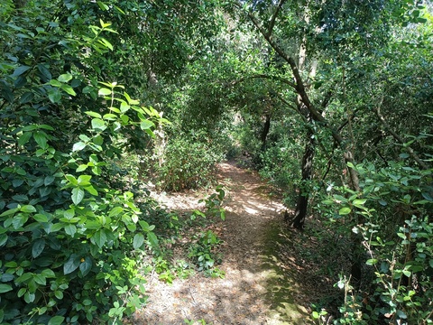 Bosquecillo dentro de la misma ruta