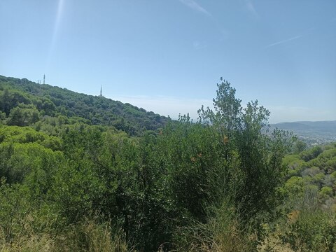 Vista del Parque Natural de Collserola, Barcelona